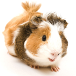 Guinea Pig Image