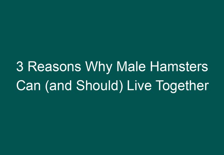 3 Reasons Why Male Hamsters Can (and Should) Live Together