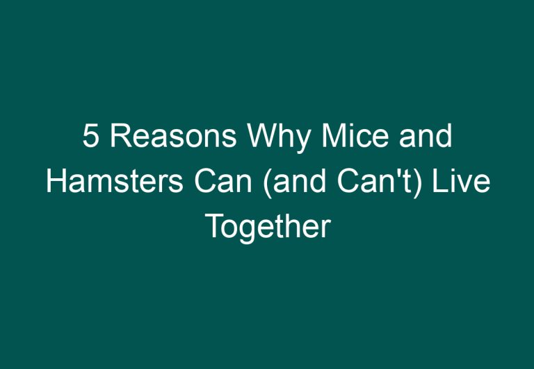 5 Reasons Why Mice and Hamsters Can (and Can’t) Live Together